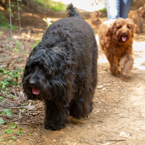 Dogs enjoying their long walk