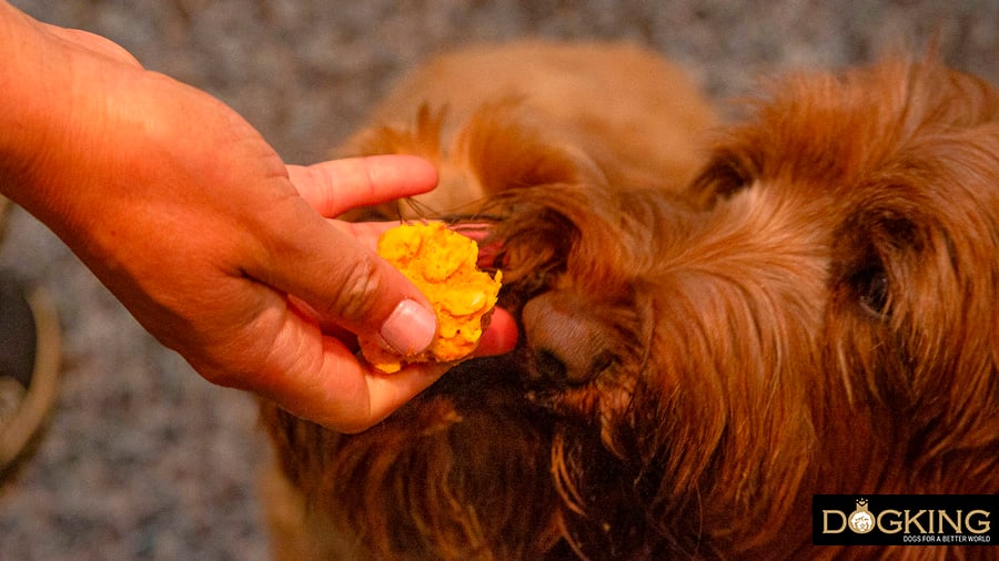 Perro comiendo una galleta casera 