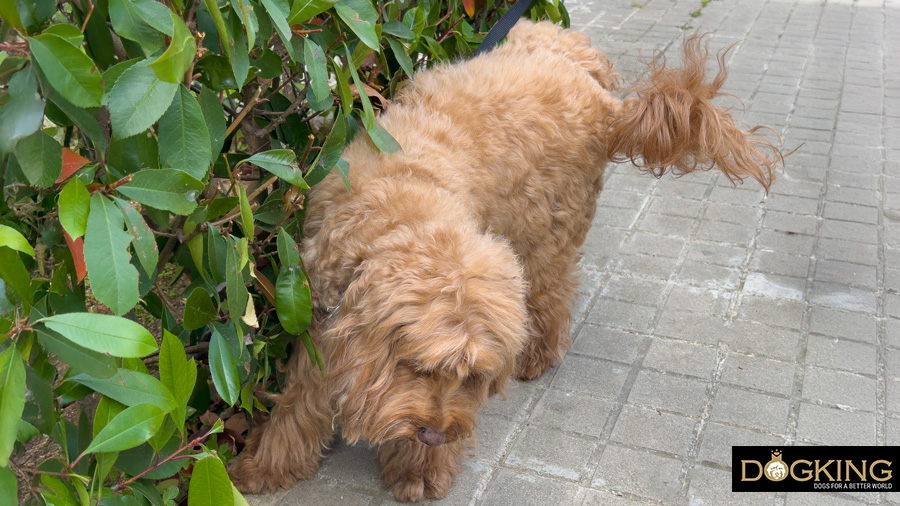 Male dog lifting his leg