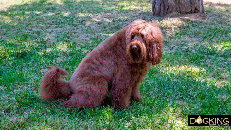 Male dog urinating like a female