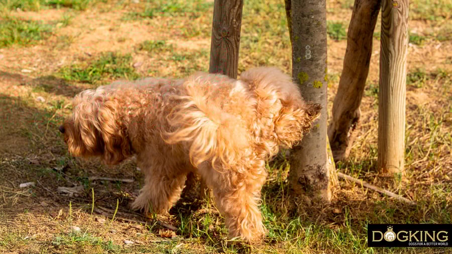 Female urinating like a male dog