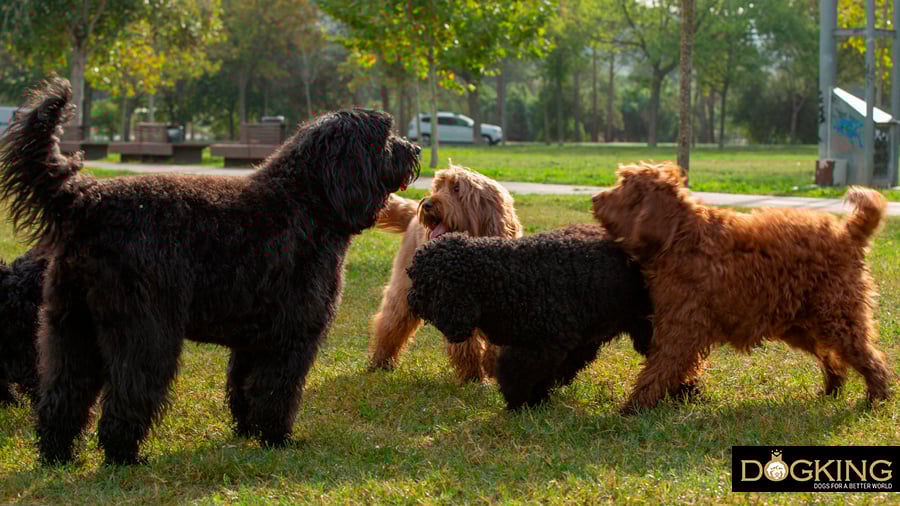 Dog marking because he is surrounded by other dogs