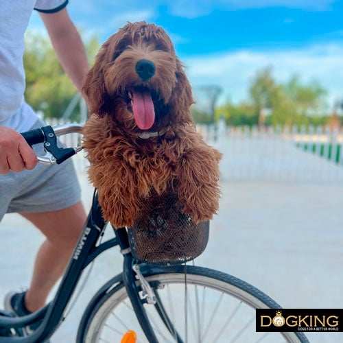 Perro en una cesta de bicicleta 