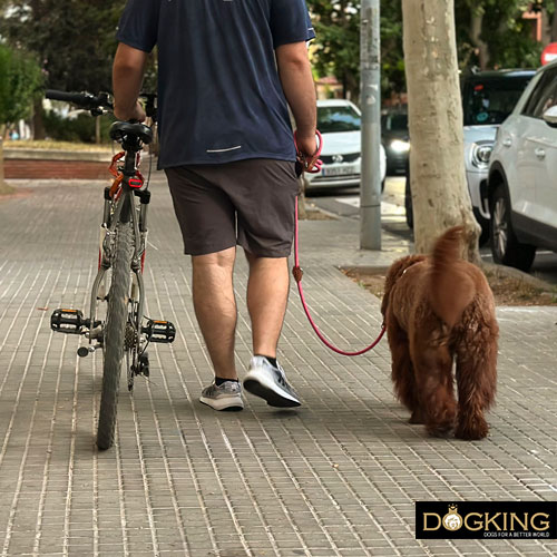 Paseando con mi perro a lado de la bicicleta