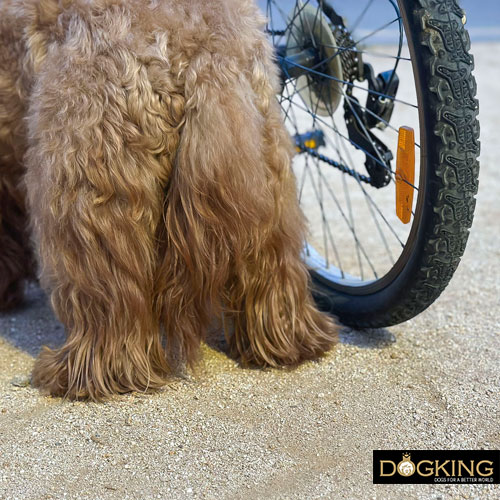 Comprobando el suelo para ir en bicicleta con mi perro