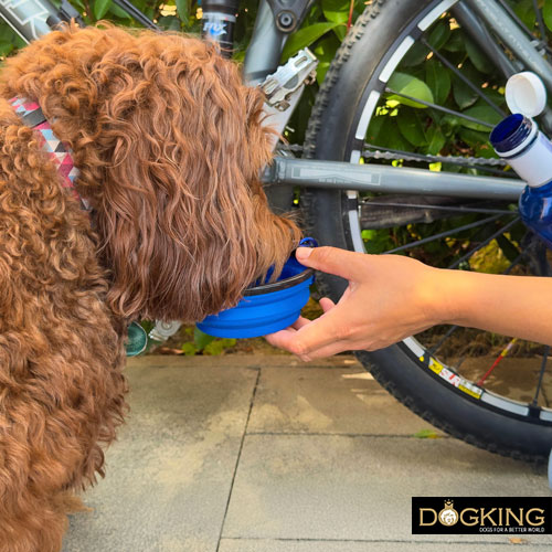 Dando agua a mi perro en el paseo