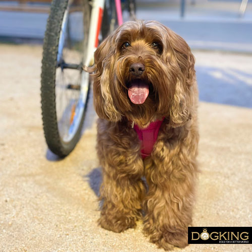 Paseando en un ritmo adecuado con la bici y mi perro