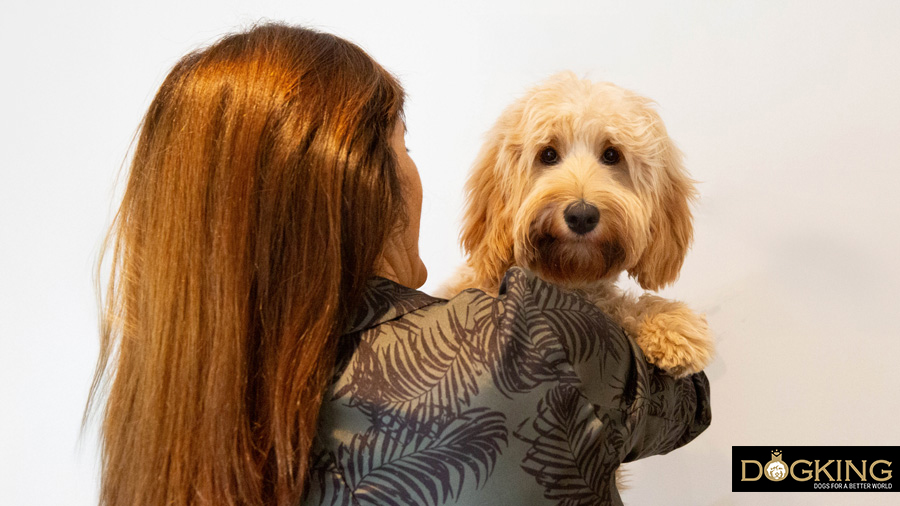 Perro conviviendo con humano