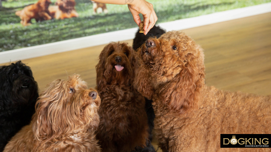 Perros esperando su comida 