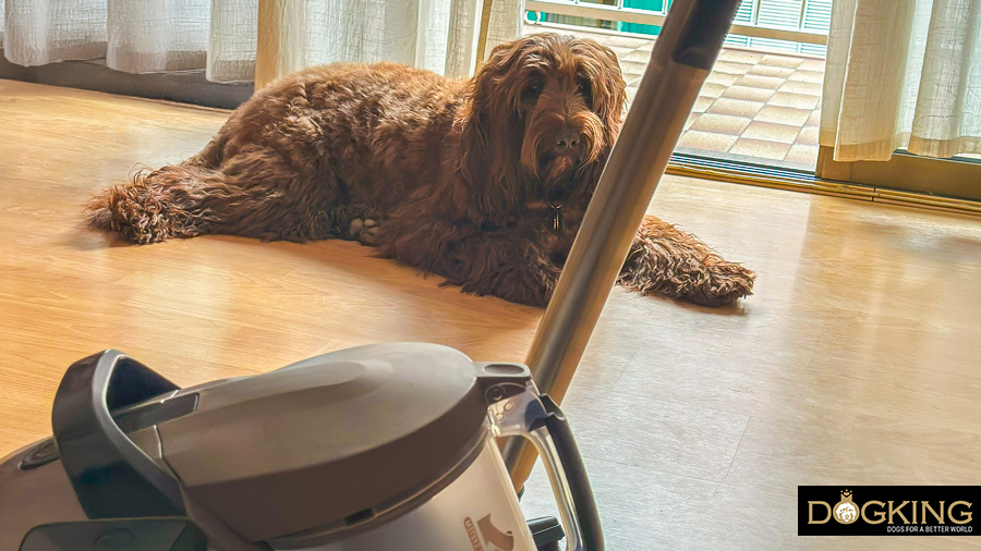 Perro observando como limpian la casa