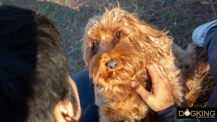 Persona mirando fijamente a perro 