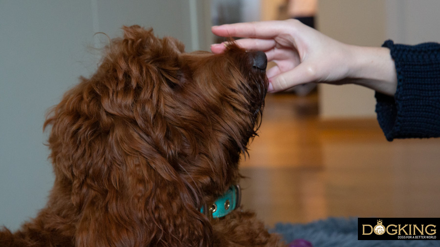 Persona tocándole la cabeza a perro