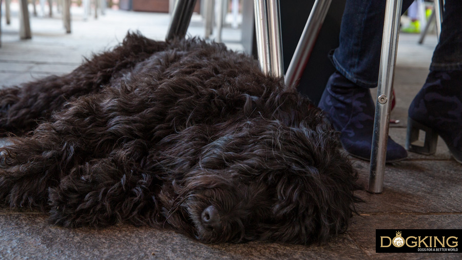 Perro descansando al lado de su dueño 