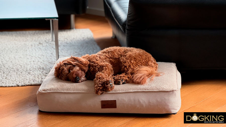 A dog sleeping comfortably on a bed