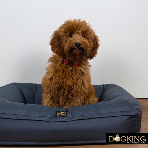 Dog bed according to its size and weight.