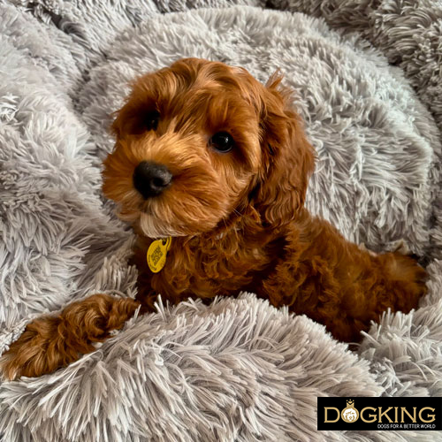 Dog beds suitable for different temperatures.