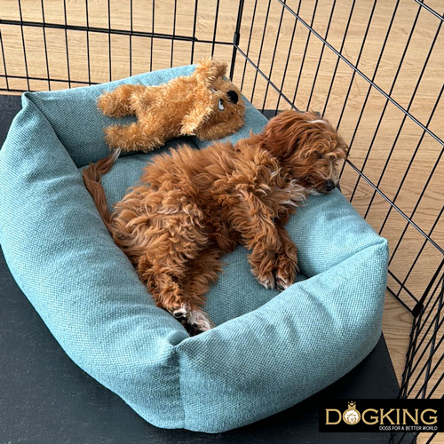 Dog beds adapted to each age.