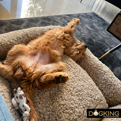 Dog beds according to character and temperament.