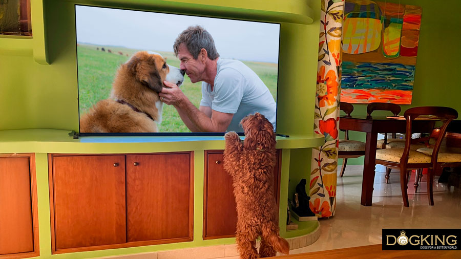 Cane che guarda la televisione 