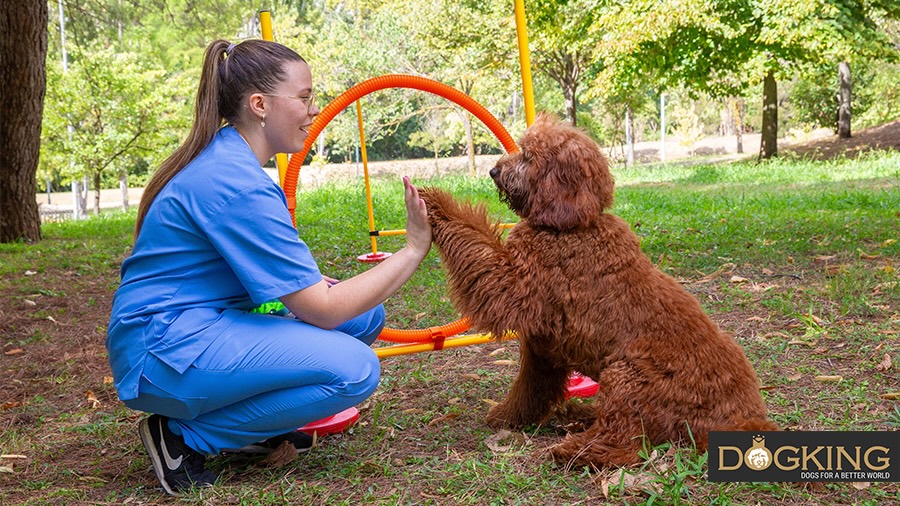 Dog gives paw to trainer