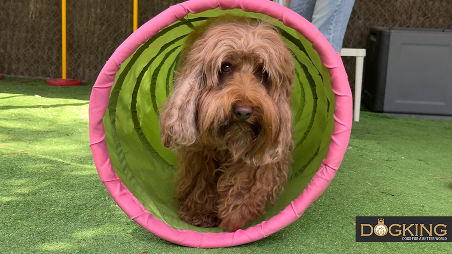 Dog sitting in front of hoop