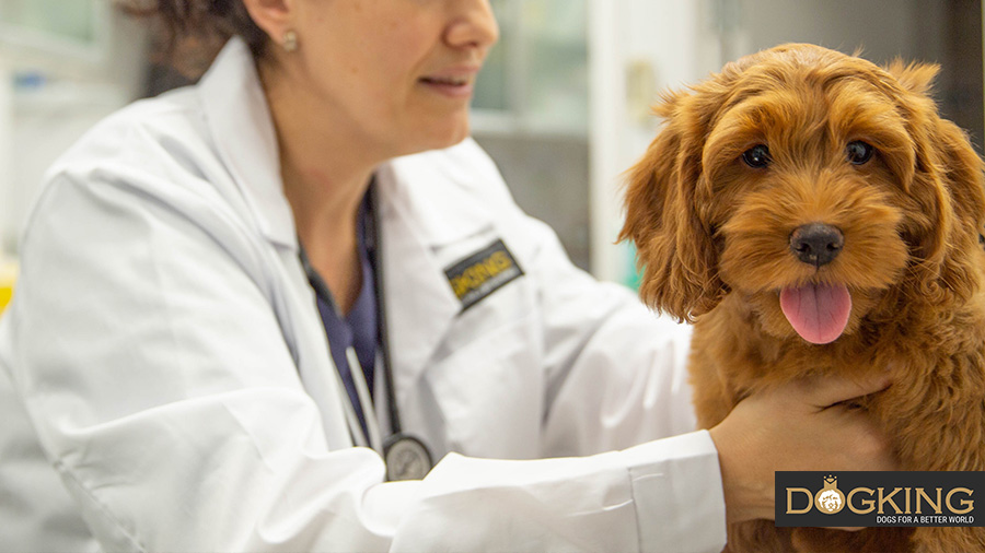 Dog waiting at the veterinary entrance