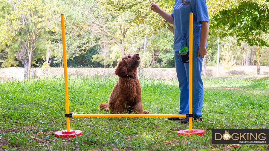 Dog waiting for command to jump