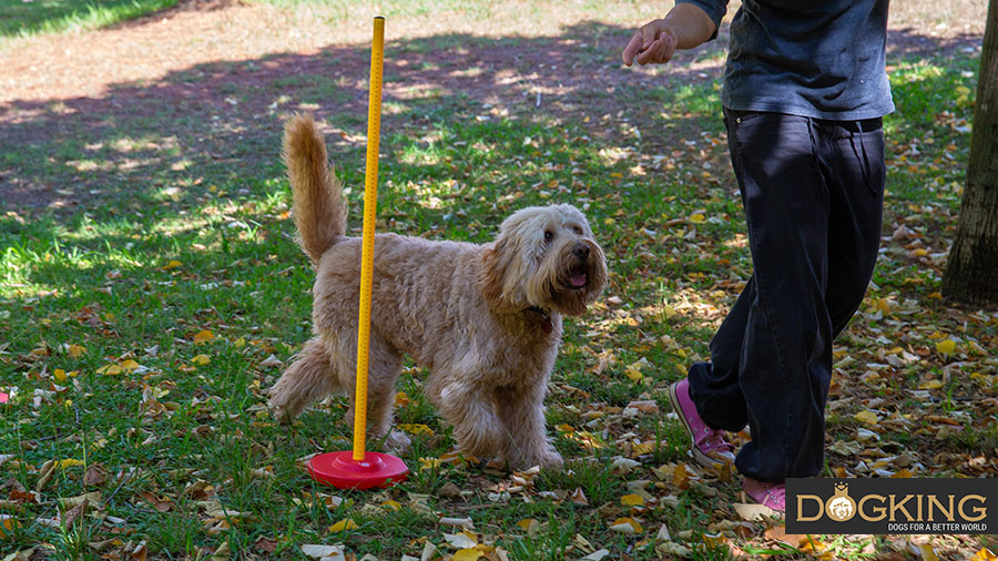 Dog following guide in slalom