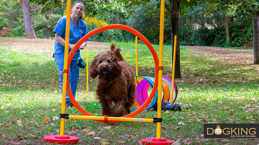 Dog jumping through a hoop