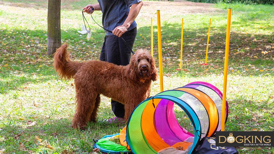 Dog beside colourful tunnel