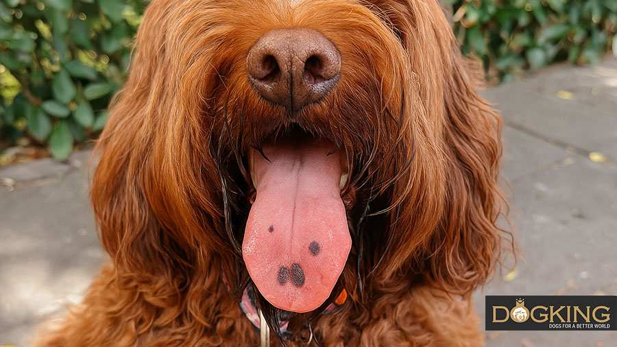 Close-up of a dog's pink tongue.