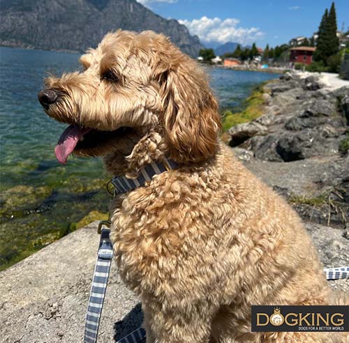 Blond dog resting by the lake.