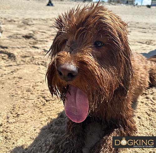 Wet dog resting on the sand.