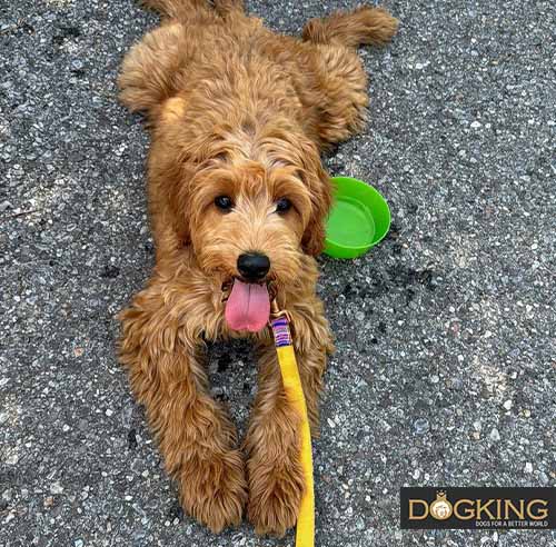 Puppy lying on the ground with its tongue out.