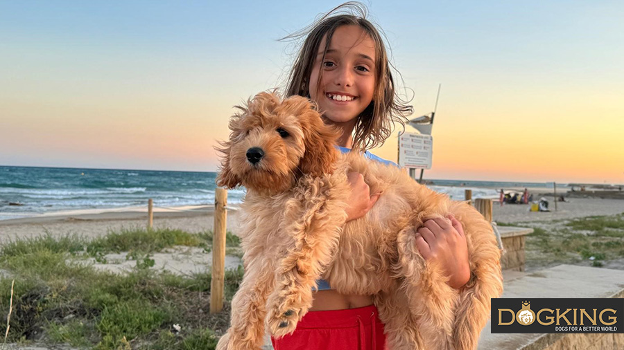 Blond puppy being held, enjoying a walk at the beach during sunset.