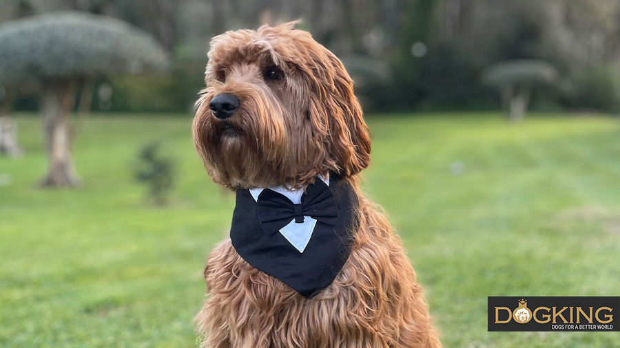 Dog dressed in clothes and treated like a human