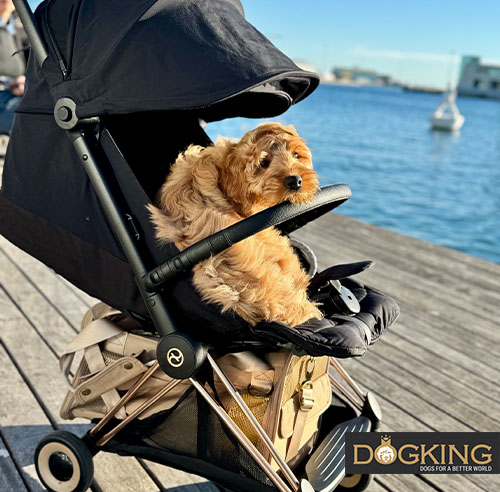 Puppy resting in a stroller by the sea.