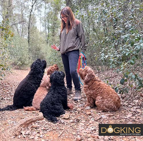 Dog training in the forest.