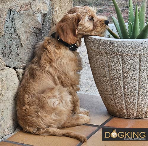 Curious dog observing its surroundings.