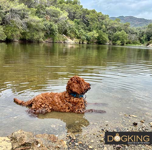 Dog playing in the river.
