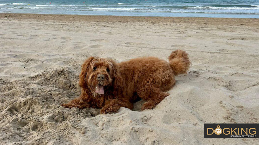 Dog digging a hole in the sand by the sea