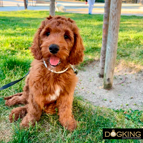 Dog posing for a photo