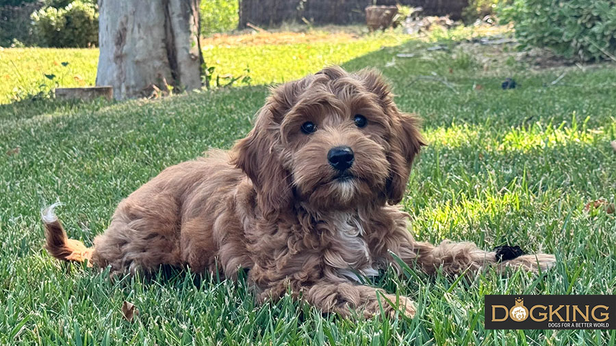 Brown puppy lying on the grass.