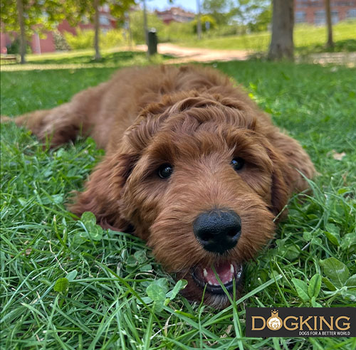 Dog licking its lips after receiving attention.