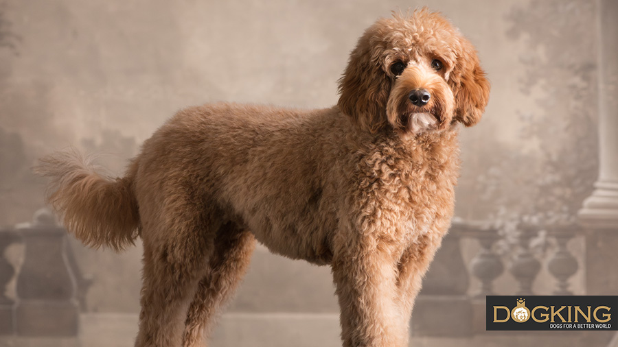 Brown dog posing upright in a studio.