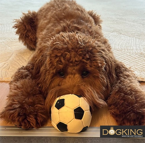 Spielender Hund Rotbrauner Hund spielt mit einem Fußball.
