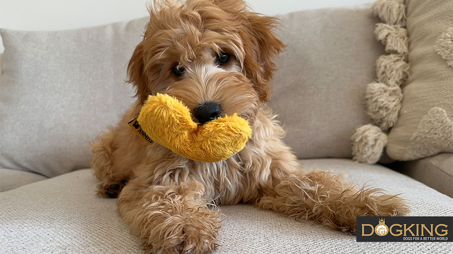 Puppy playing with a yellow toy.