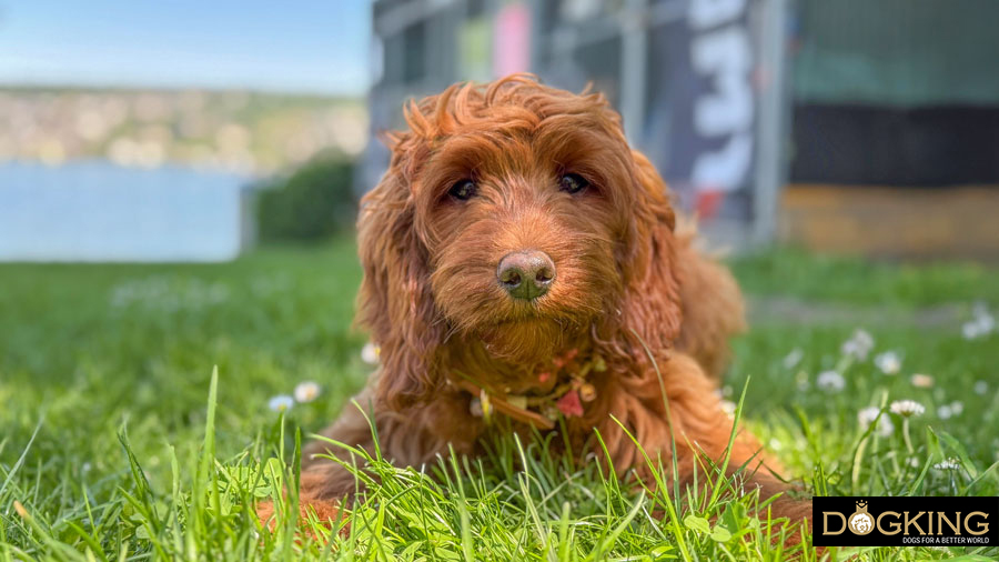 Cachorro sentado Cachorro sentado sobre césped artificial.