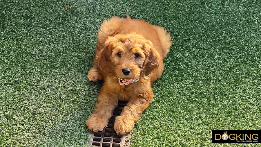 Perro curioso observando desde la terraza.