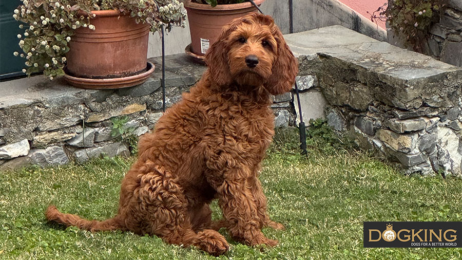 Perro joven en el jardín Perro joven sentado sobre césped artificial en el jardín.